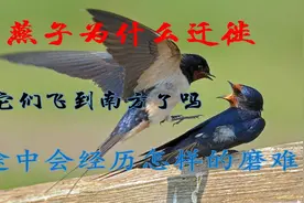燕子为什么迁徙，它们飞去“南方”了吗？途中会经历怎样的磨难？视频封面