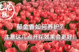 郁金香如何养护？注意这几点开花效果会更好！老花医开箱评测视频封面