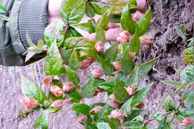 农村山里有种蜜桶花，花蜜清甜可口可以直接吸，你小时候吃过没？视频封面