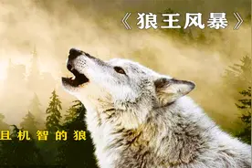狼是狗的祖先，它们到底有多聪明？还有你不知道的能力！视频封面
