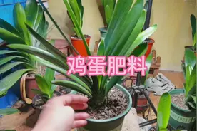 生鸡蛋可以当君子兰肥料吗，能但你必须注意这2点，才能把花养好视频封面
