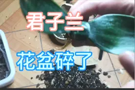 号称“和尚王”君子兰的花盆不小心碎了，换个花盆种上，要养好它视频封面