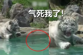 心爱树枝掉湖中 白虎伸肉jio千方百计够不着 气急败坏反应萌翻了视频封面