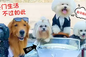 金毛一家豪车摆拍，瞬间化身社交名媛，豪门生活不过如此！