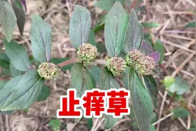飞扬草也叫白乳草，它被称为“止痒草”，作用厉害了，遇到摘些