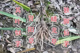独脚仙茅叶似茅草，又名“肾阳草”、“蟠龙草”，遇见您认识吗？视频封面