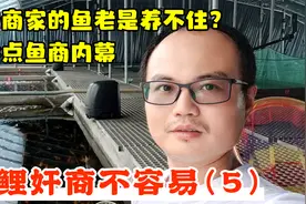 某些商家买的锦鲤老是养不住？聊点行业内幕。锦鲤奸商不容易(5)视频封面