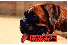 拳师犬祖先为比特犬克星，不惧强敌，能对抗大型野牛视频封面