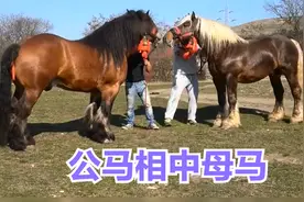 公马相中母马，高兴的忘乎所以，马主：别太兴奋了！视频封面