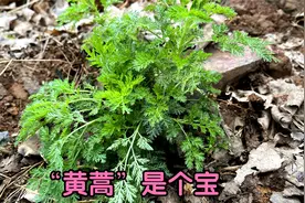 植物黄蒿的3大厉害妙用，天气越热越好用，家家户户用得到！