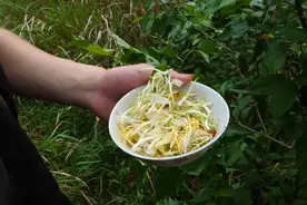 野外采摘的金银花，用自制的蜂蜜泡水喝，比奶茶店好喝100倍视频封面