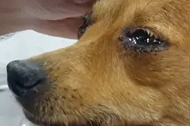 狗狗对着去世外婆的遗像哭泣，抽搐到不能自已视频封面