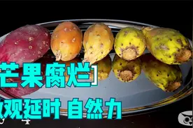 微观延时镜头下的仙人掌腐烂，生命逝去视频封面