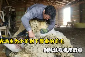 农场主为小羊剃除厚重的羊毛，剃光后一身轻松，全程引起极度舒适视频封面