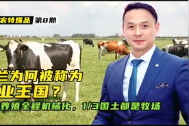荷兰为何被称为乳业王国？牧场养殖全程机械化，1/3国土都是牧场