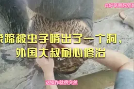 大象蹄子被虫子啃出了一个洞，外国大叔耐心修治视频封面