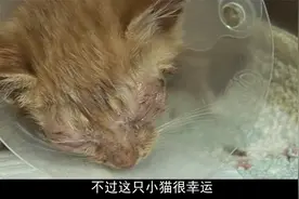 双目失明的小猫咪，在好心的帮助下，终于恢复光明！视频封面