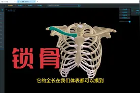 人体解剖学--锁骨视频封面