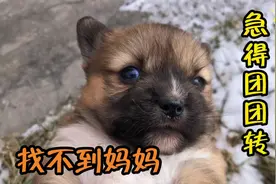 小狗崽跟着妈妈出来，却被丢在路上，找不到妈妈急得团团转视频封面