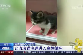 抓捕、绝育、放归！让流浪猫治理进入良性循环|24小时视频封面