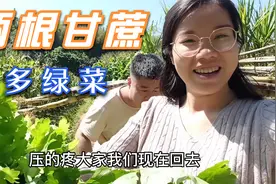 越南姑娘回中国广东过年，记录实拍生活，五奶砍两根甘蔗，激动了视频封面