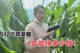 承包12个蔬菜大棚，一年究竟能挣多少钱？结果却让人很惊喜视频封面