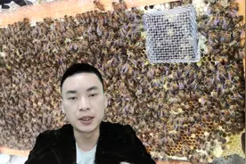 工蜂产卵蜂群介入蜂王，针式囚王笼来帮忙，介入蜂王稳妥的方法视频封面