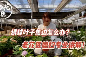 绣球叶子焦边干枯是怎么回事？老花医媳妇为您专业讲解！视频封面