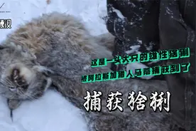 山地硬汉：阿拉斯加猎人马蒂捕获一头雄性猞猁视频封面
