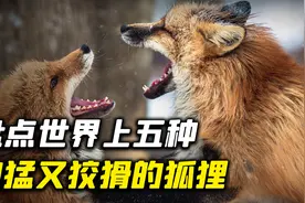 盘点世界上五种，既凶猛又狡猾的狐狸，最后一种最为可怕！视频封面