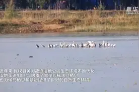 黄河故道湿地迎来“稀客”视频封面