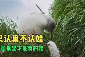 幼鸟意外跌出巢外，鸟妈妈看着孩子死去也不施救，这是为什么呢？视频封面