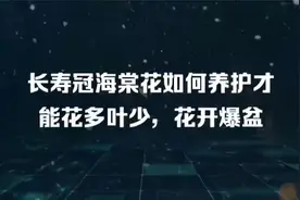 长寿冠海棠花如何养护才能花多叶少，花开爆盆视频封面