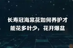 长寿冠海棠花如何养护才能花多叶少，花开爆盆视频封面