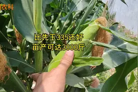 这个玉米新品种抗病抗倒还高产，比先玉335还好，亩产可达3000斤视频封面