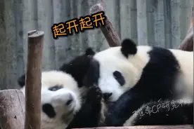 【龙凤胎熊猫】花花知道和叶是弟弟吗？视频封面
