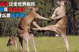 袋鼠摇手让全世界疯狂，袋鼠是拳击高手，为什么要摇手呢？视频封面