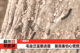 毛虫泛滥要进屋 居民害怕心慌慌视频封面