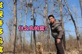 树上密密麻麻许多鸟窝，还发出像婴儿哭声的叫声，这会是什么鸟？视频封面