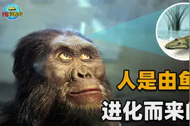 人类是由鱼类进化而来的？有化石为证！我们身上至今还保留着证据视频封面
