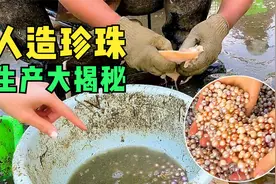 如何培育一颗珍珠？不可思議的珍珠養殖技術视频封面