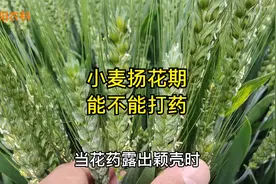 小麦扬花期究竟能不能打药，看过这个视频就明白啦视频封面