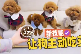 让狗狗爱上吃药的好办法是什么？一秒学会！视频封面