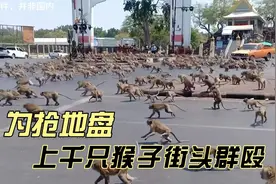 猴群为抢地盘，上千只猴子街头火拼，场面失控！视频封面