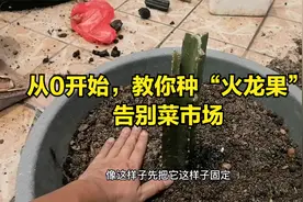 火龙果不用买？教你“万能”种植法，新手也能养视频封面