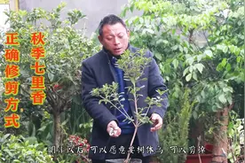 秋季七里香修剪，你以为只是剪掉这么简单？这才是正确“修剪”！视频封面