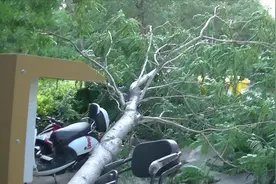 河南郑州7级大风过境，10米高树木连根拔起，多辆居民私家车被砸视频封面