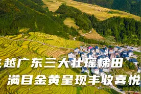 2分钟飞越广东三大壮瑶梯田，满目金黄呈现丰收喜悦！视频封面