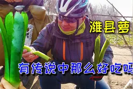 骑行潍坊正宗萝卜产地东夏庄，大棚里拔一个，有传说中那么好吃吗视频封面