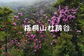梧桐山的杜鹃花开了，约起来视频封面